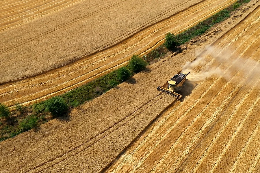 wheat harvester in the field